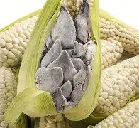 Huitlacoche
