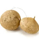 Jicama